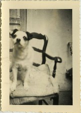ANTIQUE PHOTO - VINTAGE SNAPSHOT - ANIMAL DOG BLURRED FUNNY CHAIR - BLURRED DOG