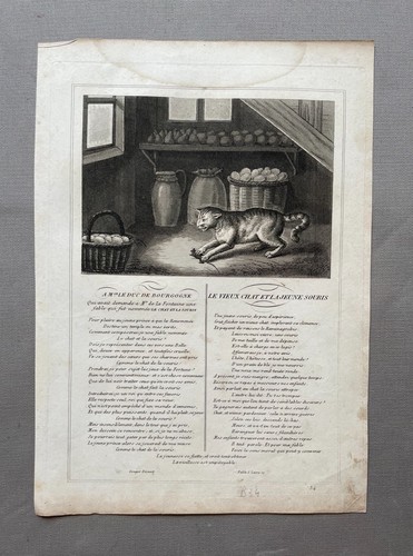 Vieux chat la jeune - chat,