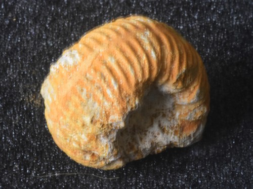 Ammonite épaisse erymnoceras - ammonite,