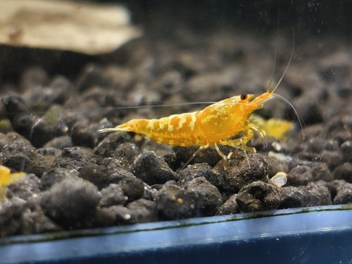 Lots crevette yellow - de,