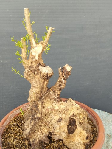 Bonsaï olivastre 20 cm - olivastre, 30
