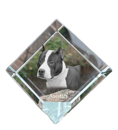 American staffordshire - american,