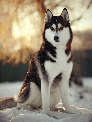 Plaque métal chien - ,