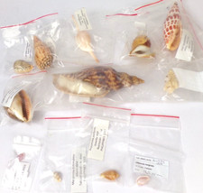 Lot de 12 coquillages