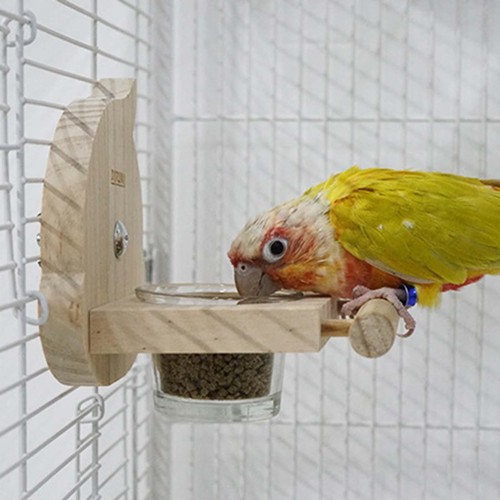 Mangeoire oiseaux pour - à,