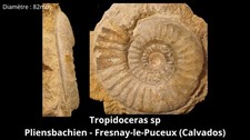 Magnifique Ammonite Fossile