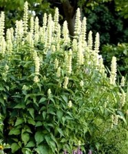 HYSOPE GÉANTE MEXICAINE POINTES BLANCHES Agastache mexicana 20+ graines F 263