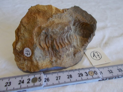 FOSSILE.TRILOBITE.CALYMENE.MAR