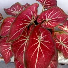 AUTHENTIC Caladium  Wangyu 1 bulbs