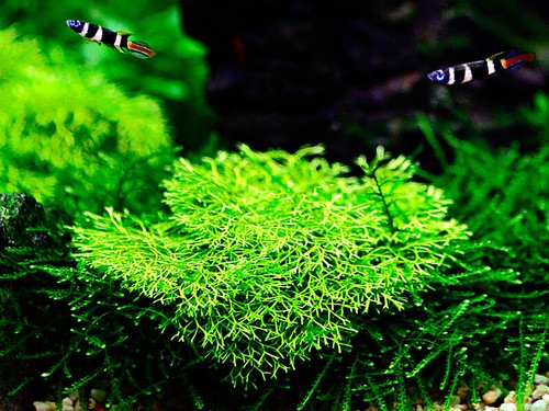 Aquarium plante mousse - mousse, riccia