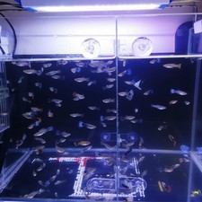 Séparateur pour aquarium en