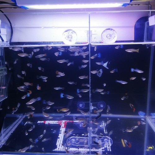 Séparateur pour aquarium - , en