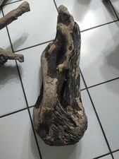 bois flotte.58×19.dune Du