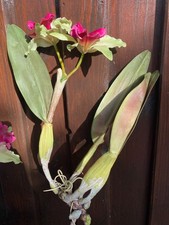 Magnifique tige d'orchidée