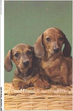 AKVP9-0669-DOG - TWO DACHSHUND RAS