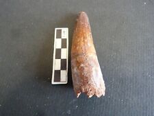 Dent de Spinosaure 7 cm