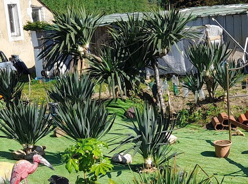 Yucca gloriosa - yucca, ou