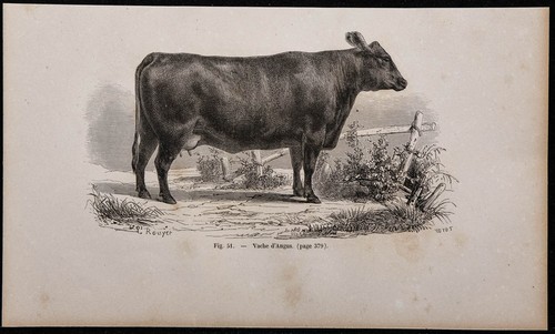 1860 vache angus gravure - 1860,