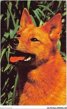 AILP8-0804 - DOG - Finnish Spitz