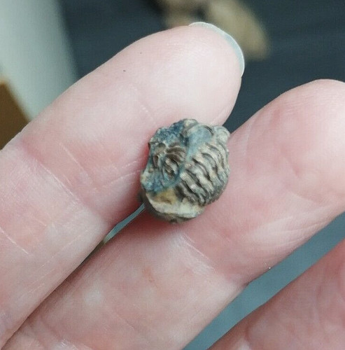 Trilobite phacops 1 - /, 1,2