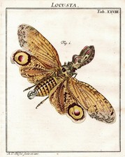 Tab XXVIII Sauterelles Locusts