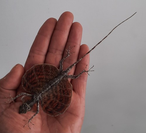 Curiosité taxidermie - ,,