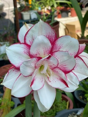 Imported amaryllis lily white - imported,