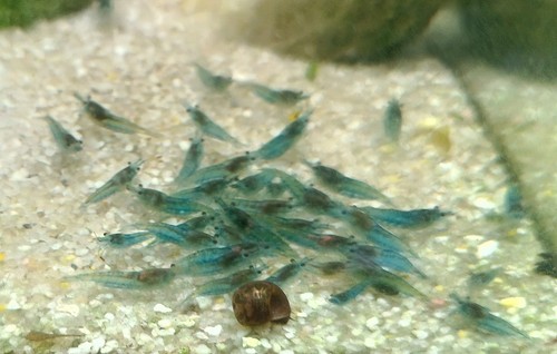 Crevettes caridines bleues - 12,