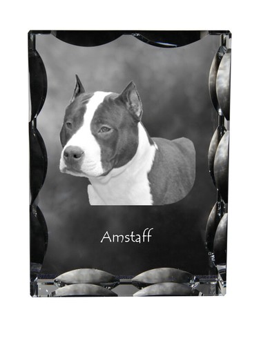 American staffordshire terrier - american,