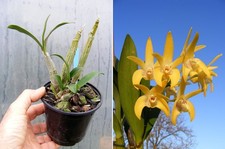 Dendrobium speciosum Brimbank