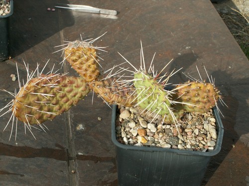 Opuntia wibke art combe - 'art, combe'