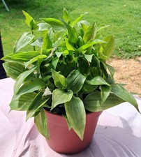 Plants De Tradescantias