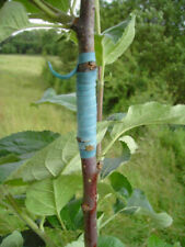 Flexiband (240 * 6mm) Greffe fruitiers/Rosiers 100 bandelettes