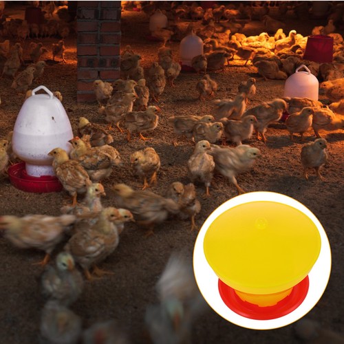 Mangeoire poule volaille - À,