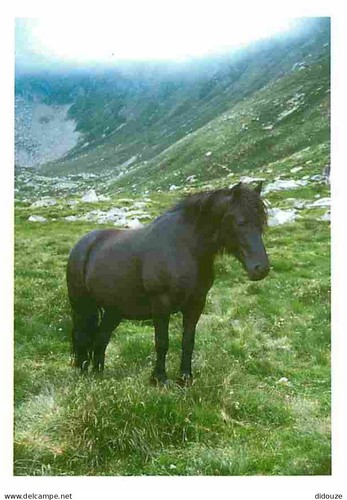Carte postale animaux - carte,