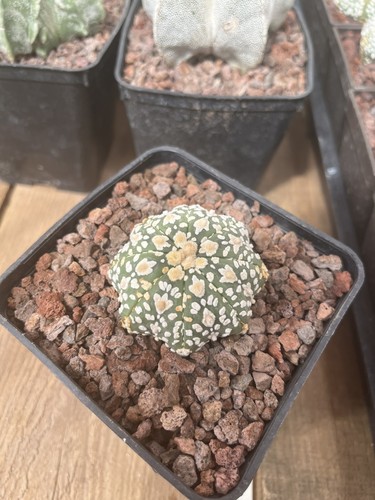 Cactus astrophytum asterias - cactus,