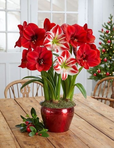 Imported winter amaryllis lily - imported,