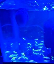 ⚡️Hatched JULY 26th 25' GLO Corydora Live Fish : Yellow/green : ⚡️