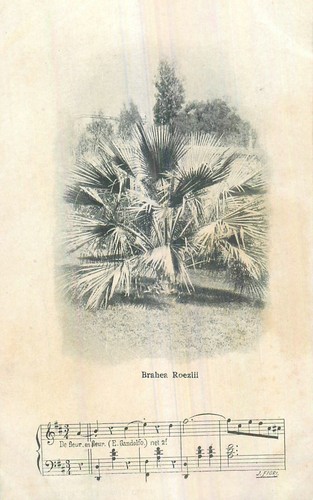 Provence brahea roezlii - provence,