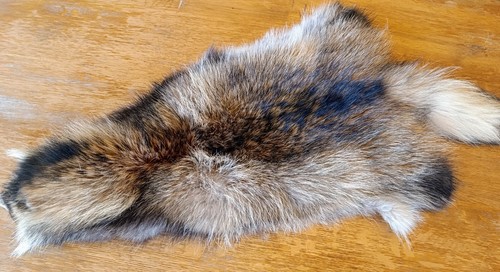 Magnifique fourrure racoon - magnifique,