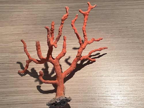 Grosse branche corail rouge - grosse,
