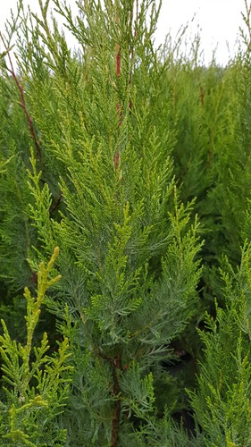 Cupressocyparis leylandii - x,