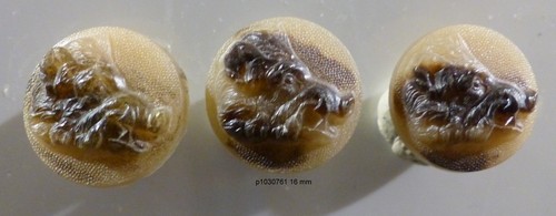 Lot boutons - 3,