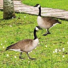 Lot de 2 piquets de jardin