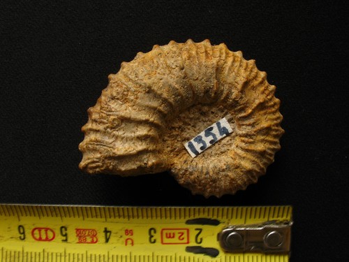 Ammonite callovien - du,
