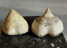 lot 2 coraux fossiles corail Pattalophyllia sinuosa Éocène Ilerdien  coral