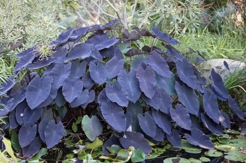 Colocasia esculenta black - colocasia,