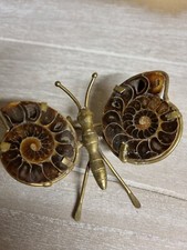 Sublime Papillon Avec Ammonite objet de vitrine 