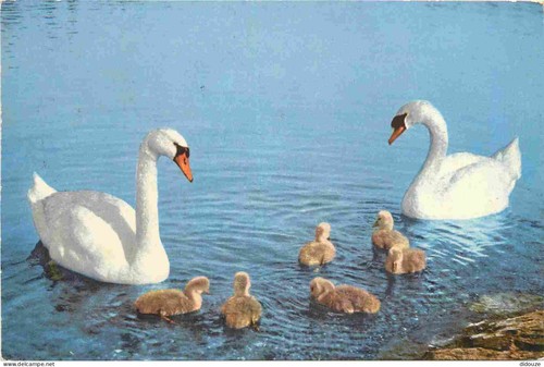 Carte postale animaux - carte,