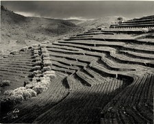 Photo signed ALVAO Porto PORTUGAL Ca 1950 Landscape of terraced crops